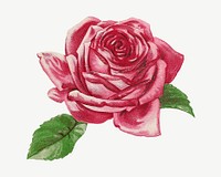 Vintage pink rose chromolithograph art psd. Remixed by rawpixel. 