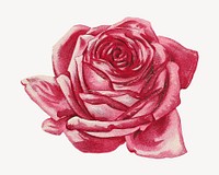 Vintage pink rose chromolithograph art. Remixed by rawpixel. 