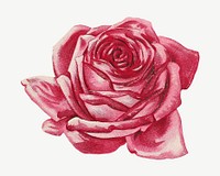 Vintage pink rose chromolithograph art psd. Remixed by rawpixel. 