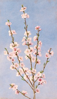Peach Blossoms (1874), vintage flower illustration by John William Hill. Original public domain image from The MET Museum.  Digitally enhanced by rawpixel.