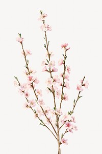 Peach blossoms flower, vintage illustration by John William Hill. Remixed by rawpixel.