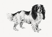 Toy Spaniel dog, vintage pet animal illustration by Goodwin & Company. Remixed by rawpixel.