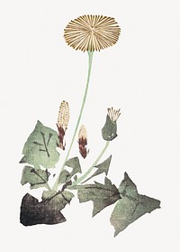 Dandelion, Japanese flower illustration by Teisai Hokuba. Remixed by rawpixel.