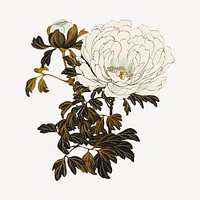 White flower, vintage botanical illustration by Shibata Zeshin. Remixed by rawpixel.