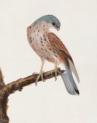 Falcon: Hen Krestel (1790), vintage animal illustration by William Lewin. Original public domain image from Yale Center for British Art.  Digitally enhanced by rawpixel.