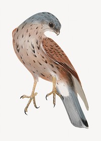Falcon bird, vintage animal illustration by William Lewin. Remixed by rawpixel.