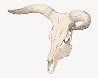 Cow skull, vintage illustration by P. C. Skovgaard. Remixed by rawpixel.