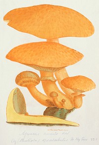 This is a plate from James Sowerby's Coloured Figures of English Fungi or Mushrooms (2008), vintage botanical illustration by James Sowerby. Original public domain image from Wikimedia Commons.  Digitally enhanced by rawpixel.