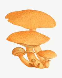 Orange mushroom, vintage botanical illustration by James Sowerby psd. Remixed by rawpixel.