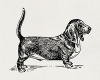 Basset Hound Dog, vintage pet animal illustration by Pearson Scott Foresman. Original public domain image from Wikimedia Commons.  Digitally enhanced by rawpixel.