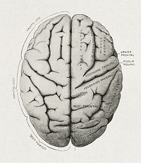 Anatomy, descriptive and surgical (1897), vintage human brain illustration. Original public domain image from Wikimedia Commons.  Digitally enhanced by rawpixel.