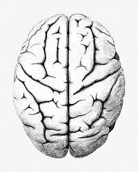 Brain, vintage medical illustration