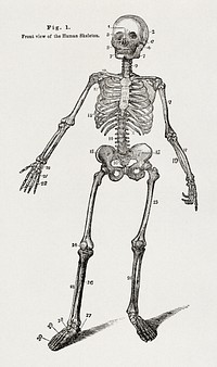 Anatomy, physiology and laws of health (1885), vintage skeleton illustration by Johnson H. Jordan. Original public domain image from Wikimedia Commons.  Digitally enhanced by rawpixel.