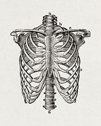 The human body. A beginner's text-book of anatomy, physiology and hygiene (1884), vintage lungs bone illustration. Original public domain image from Wikimedia Commons.  Digitally enhanced by rawpixel.