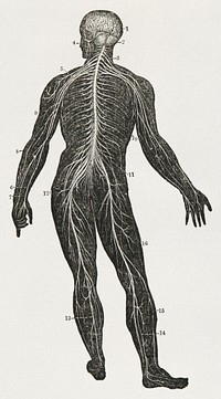 First book on anatomy, physiology, and hygiene - for grammar schools and families (1849), vintage human body illustration. Original public domain image from Wikimedia Commons.  Digitally enhanced by rawpixel.