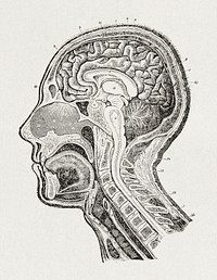 Our home physician- a new and popular guide to the art of preserving health and treating disease; with plain advice for all the medical and surgical emergencies of the family (1869), vintage human head anatomy illustration. Original public domain image from Wikimedia Commons. Digitally enhanced by rawpixel.