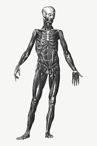 Human body anatomy, vintage illustration by painter from Brockhaus and Efron Encyclopedic Dictionary psd. Remixed by rawpixel.