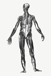 Human body anatomy, vintage illustration by painter from Brockhaus and Efron Encyclopedic Dictionary psd. Remixed by rawpixel.