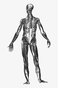 Human body anatomy, vintage illustration by painter from Brockhaus and Efron Encyclopedic Dictionary. Remixed by rawpixel.