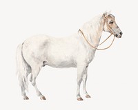 White pony, vintage horse illustration by William Hamilton. Remixed by rawpixel.