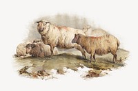 Sheep, vintage farm animal illustration. Remixed by rawpixel.