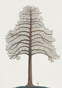 Pine Tree, vintage botanical illustration. Original public domain image from Yale Center for British Art.  Digitally enhanced by rawpixel.