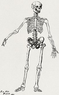 Drawing of a Skeleton (1881), vintage illustration by George Augustus Sala. Original public domain image from Yale Center for British Art.  Digitally enhanced by rawpixel.