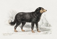 The Newfoundland Dog, Original Breed (1873), vintage animal illustration by Charles Hamilton Smith. Original public domain image from Yale Center for British Art.  Digitally enhanced by rawpixel.