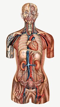 Human anatomy vintage illustration psd. Remixed by rawpixel. 