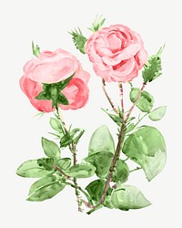 Pink roses, vintage flower illustration psd. Remixed by rawpixel.