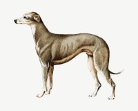Greyhound dog, vintage animal illustration psd. Remixed by rawpixel.