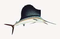 Sailfish, marine life illustration. Remixed by rawpixel.