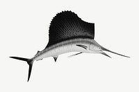 Sailfish, marine life illustration psd. Remixed by rawpixel.