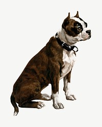 American Staffordshire Terrier dog, vintage animal illustration psd. Remixed by rawpixel.