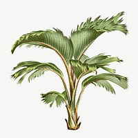 Vintage palm tree illustration psd. Remixed by rawpixel.