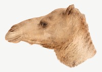 Dromedary camel, wildlife illustration psd. Remixed by rawpixel.