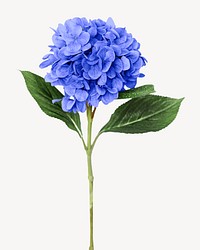 Blue hydrangea flower isolated image