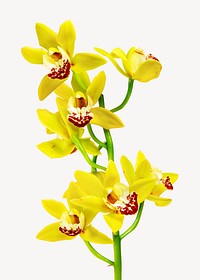 Yellow flowers isolated image