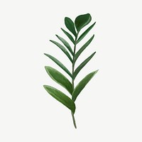 Tropical leaf, zz plant collage element psd