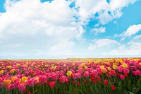 Tulip field background. Remixed by rawpixel. 
