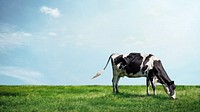 Cow grazing grass desktop wallpaper