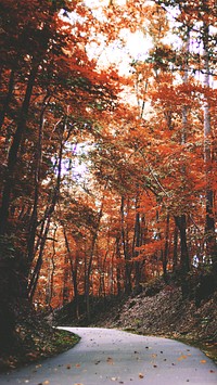 Autumn maple forest iPhone wallpaper, road way image