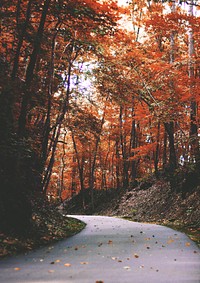 Autumn maple forest background, road way image