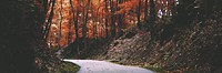 Autumn maple forest background, road way image