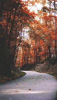 Autumn maple forest iPhone wallpaper, road way image