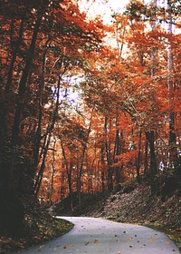 Autumn maple forest background, road way image