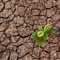 Growing plant background, on cracked ground