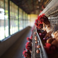 Chicken farming, agriculture