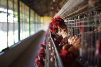 Chicken farming background