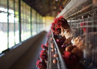 Chicken farming background